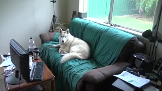 Chilled out or bored Husky's on a miserable day
