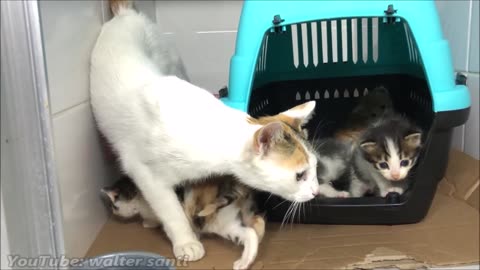 Kittens Mimicking Their Mothers Compilation