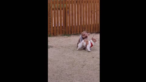 Two dogs play together