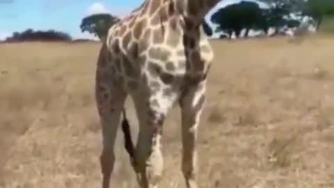 Giraffe hops