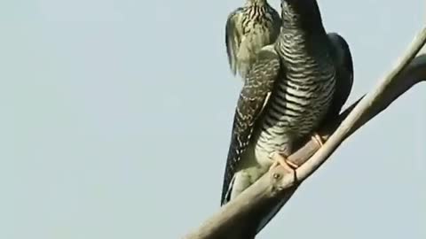 A bird that provides food for another bird that is larger than it