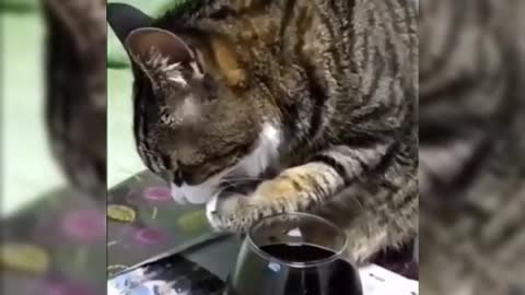 Cat drinks wine