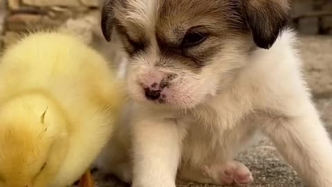Cutie dog lovely baby duck