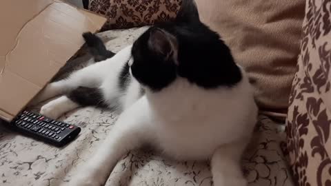 The cat apologizes to the bitten owner !!!