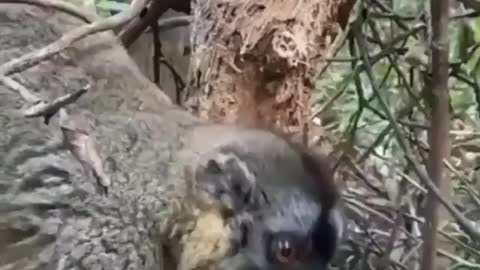 The lemur found a bird's nest and decided to have a snack with chicks.