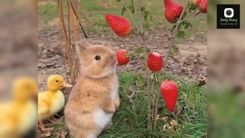 Cute rabbits eating video🤗 | cute funny rabbits videos🐿️