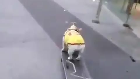 Skate Boarding Doggie