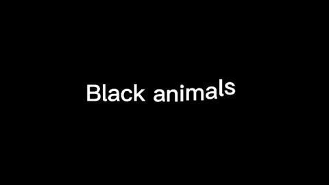 Black Animals/2021