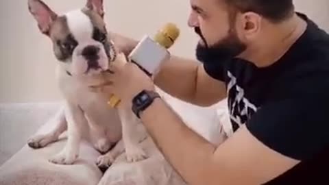 Bunny The Naughty Boy 😆 Funny Dog #shorts Video | Harpreet SDC