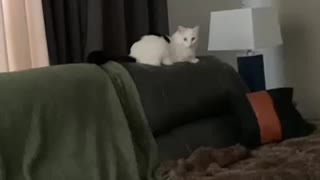 Cat flys over ball