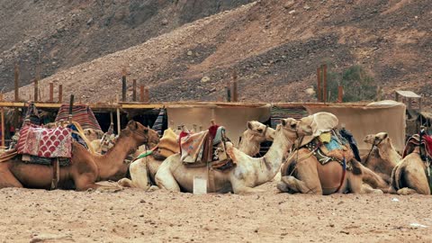 Group of camels in the Sahara Desert near Douz