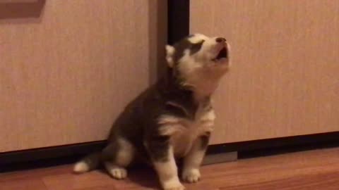 Husky Puppy Adorably Attempts To Howl