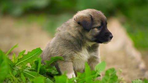 cute-puppy-on-the grass