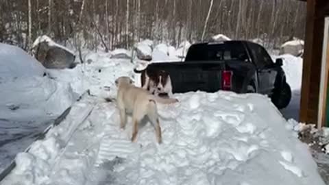 Pups on a trailer