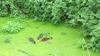 Happy Ducklings