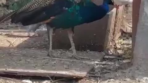 Eating Peacock