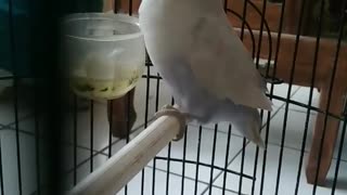 Nice singing bird