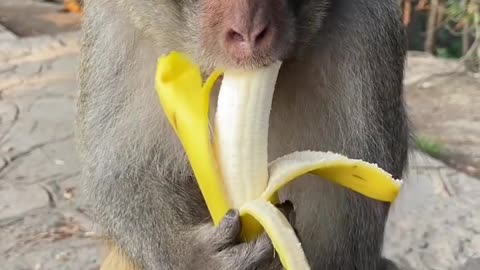 monkey king eating banana