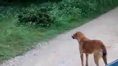 Dog gets a visit and gets scared