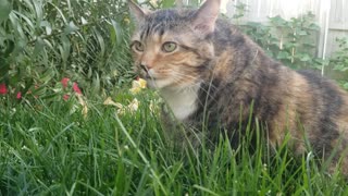 Cats' Obsession with Grass