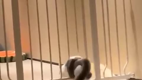 CUTEST MOMENTS with ANIMALS