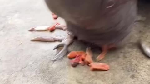 Feeding walrus