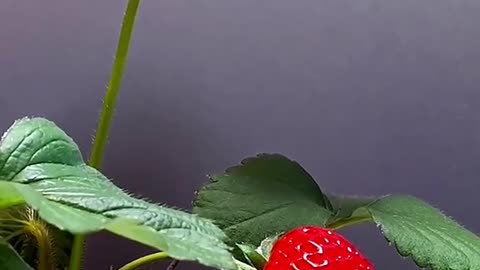 growing process of strawberry