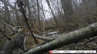 When a Tree Falls on Your Backyard Trail Cam