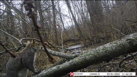 When a Tree Falls on Your Backyard Trail Cam