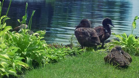 Ducks in green grass at lake bank. Wild duck sitting in green grass