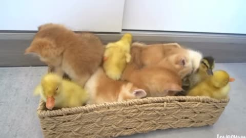 So funny and cute😊The most patient cat in the world raising ducklings.The #duck has grown up again