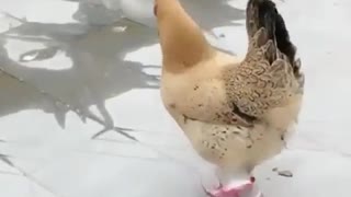 Chicken Wearing Shoes