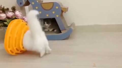 Funny cats playing with each other