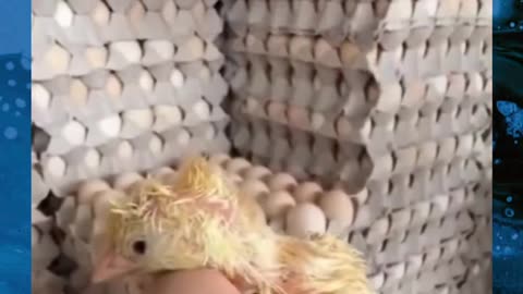 Eggs sent to food factory accidentally given birth to a little life.