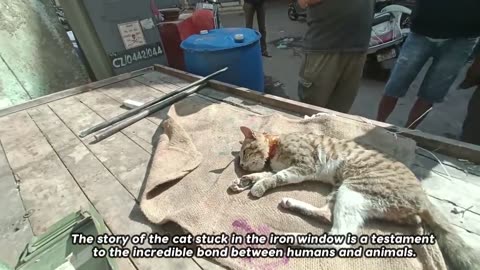 The Cat's Head trapped in Metal Shop Window