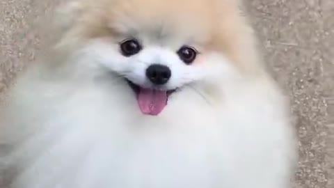 Cute Dog Video