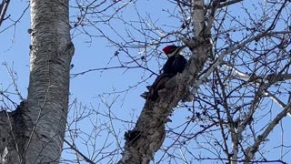 Pileated woodpecker. Couple of years back
