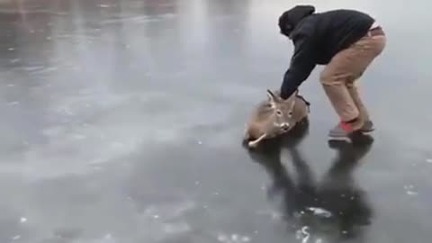 Dude saving a deer stuck on a frozen lake deserves endless retweets