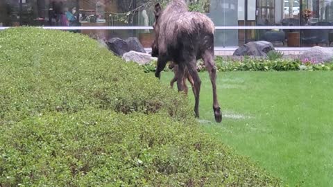 Hospital Grounds Prove to Be Popular Birthing Ground for Momma Moose