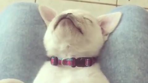Pug fighting sleep compilation