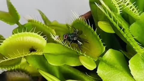 Snapshot of a plant swooping to an insect quickly after the insect is stuck in the gelatinous.