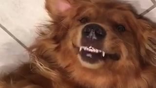 Brown dog laying down on ground waiting for belly rub