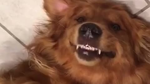 Brown dog laying down on ground waiting for belly rub