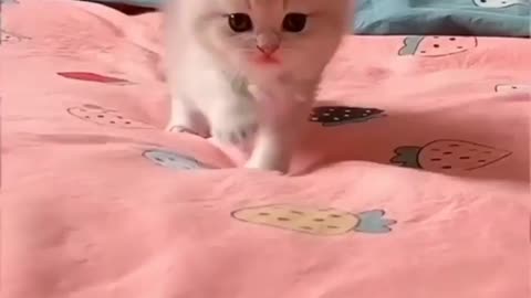 Cute cat Video
