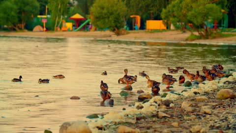 Lots of ducks on a city beach
