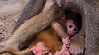 Newborn Baby monkey cute animals