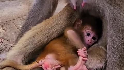 Newborn Baby monkey cute animals