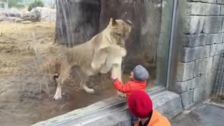 Lioness in Zoo Interacts with Kid