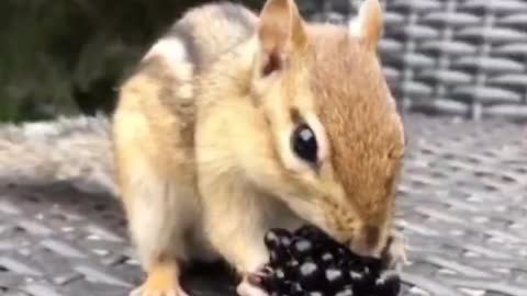 Little squirrels also like to eat mulberries