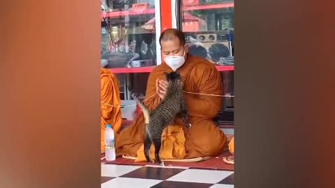 Playful cat interrupts Buddhist monk while he is praying in Thailand